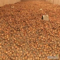 Posiadamy w ofercie duże ilości cebuli w lusce wielkość 65% 60 +  tara 7/8% cena loco Kujawy 75gr/kg Import Zapraszamy Tel....