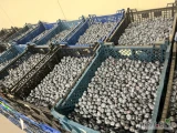 Sprzedam bluecrop 4 tony kaliber większość 16+. Owoc zbierany przed deszczami. Zaintersowanych proszę o kontakt 782 448 183