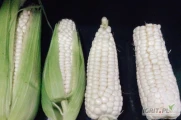 Kupimy białą kukurydzę.
