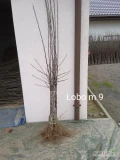 Kwalikowana szkółka drzewek owocowych oferuje odmiany Ligol czerwony p 60 Dżeronimo m 9 Gala Brukfild m 9 Lobo m 9 Boskop m 9 Pinowa...