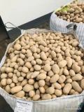 Tirowe ilości ziemniaków z własnej uprawy szykowane w big bagach, ziemniak gruby o kolorze bulwy żółtej