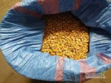 Sprzedam kukurydza suchą Polską 50 ton opakowanie big bag cena 900zl tona 