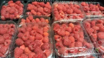Sprzedam malinę z tuneli, duże słodkie owoce pakowane po 125g. ilość 100kg na dziś cena 20zł/kg