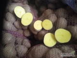 Ziemniaki jadalne odmiany Bellarosa kalibraż 55+ i 50+ z parchem . Pakowane w worek 15 kg. 