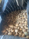 Witam sprzedam ziemniaki paszowe ilość około 3 tony. Więcej informacji pod numerem telefonu 723732698