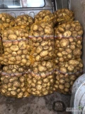 Nakopie na jutro 200 worków ziemniaków Riviera cena 35 zł worek