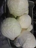 Sprzedam kapustę biała na przemysł ilości tirowe i mniejsze opakowań do uzgodnienia cięta przed mrozami odmiany zimowe