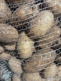 Posiadam na sprzedaż 800 worków ziemniaka białego Catania . Ziemniaki bardzo ładne duże bez rdzy nie pognite , kaliber 50 plus 