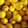 Na sprzedaż Świeże Cytryny - Dostępne
