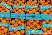 Pomarańcz Navel 
