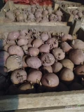 Sprzedam ziemniaki kaliber 35-50 odmian soraya 1 t, denar 500kg, gala 500kg sadzone jeden raz 