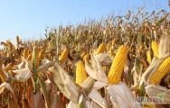 Witam, Kupię suchą kukurydze z nowych zbiorów w kontrakcie do realizacji na luty.670 netto w porcie GG