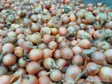 Sprzedam drobną cebulę ( do 40 mm) odmiany SV 3557, ok 7 ton, leży w skrzyniopaletach. Luz lub przesypanie w skrzynie/big-bagi
