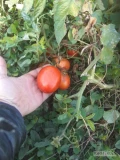 Sprzedam pomidory gruntowe Dyno. Powierzchnia 2ha, po dwoch zbiorach. w Przyszłym tygodniu zbieram całość kombajnowo. lokalizacja...