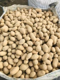 Tirowe ilości ziemniaków z własnej uprawy szykowane w big bagach na zamówienie ziemniak gruby żółty .