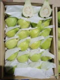 ‏Hello new day every one‏If you want to find a source of fresh Guava.‏Our company - Alshams company are pride of having over 16-year...