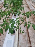 Sprzedam 6000 sadzonek ( 2 sadzonki w kostce) pomidora szklarniowego odmiany Tomimaru Muchoo. Sadzonki własnej produkcji, nadwyżka...
