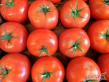 HURTOWNICY Świeży okrągły pomidorZadzwoń lub WhatsApp, aby uzyskać więcej informacji: +45 65 74 02 56Dostępne rozmiary pomidorów na...