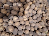 Sprzedam ziemniaki odmiana Gala kal 35-50
