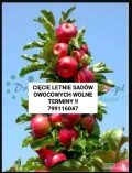 Proszę o wystawienie Czteroosobowa ekipa przyjmie sad do cięcia letniego , jabłka ( do wyboru przed właściciela dużym lub...