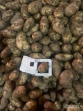 Sprzedam ziemniaki odmiany Jersey Royal, kaliber 48+, opakowanie big bag.