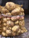 Jutro nakopie ok 300 woreczków ziemniaków odmiana riwiera ,ziemniaki jak  na zdjeciu cena do uzgodnienia proszę o kontakt SMS 