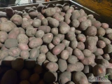 Sprzedam ziemniaki jadane czerwone Esmee kaliber + 40 gruby ziemniak zdrowy. Opakowanie bb lub worek 15kg.  Posiadam też żółte...