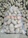 Sprzedam ziemniaki Innovator 50+ i Catania 45+ oraz 30-45 tych odmian możliwość dostawy do 300/15