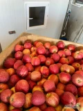 Sprzedam jabłkach z KA + SF: Gala Brookfield, Gala Schniga, Golden Delicious, Red Jonaprince Select. Komora 150 ton do otwarcia. Jabłka...