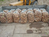 Sprzedam około 300 worków ziemniaków odmiany Irga. Więcej pod numerem telefonu 