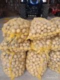Witam posiadam na sprzedaż 200 worków ziemniaka drobnego odmiany Denar, Gala cena 12 zł za 15 kilo do małej negocjacji . Ziemniaki...