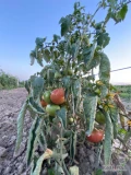 Pomidory malinowe starej odmiany (poch. Francja) z gruntu na sprzedaż.

