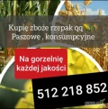 Cała Polska zboże kukurydza rzepak paszowe i konsumpcyjne, również na gorzelnię słabszej jakości  szybka płatność...