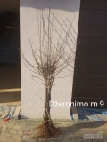 Kwalikowana szkółka drzewek owocowych oferuje odmiany Jonagored Supra m 9 Jeronimo m 9 Pinowa czerwona m 9 m 26 p 14 Szampion Reno 2 p 14...