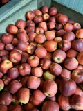 Sprzedam 20 ton grubszego Princa z KA. Ładny kolor, 80% jabłek w rozmiarze 8-9,5 delikatny wosk. Jabłko zagazowane, możliwość...