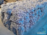 Posiadam na sprzedaż 1000 worków ziemniaka białego odmiany Catania. Ziemniaki bardzo ładne duże bez rdzy , robaka,  kaliber 50 +...