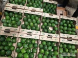  Sprzedam avocado, pochodzenie Kenia.kaliber 20 sztuk na karton 4 kilogramowy .Wysoka jakość. Zapraszamy do...
