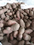 Witam kupię ll gatunek ziemniaki jadalne żółte czerwone Kal 45 TYLKO luz na wywrotkę odbiór osobisty gotówka. Zapraszam 