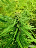 Konopie Cannabis Sativa CBD CBG THC full spektrum 4,57% susz 1kgWitam, oferuję konopie Cannabis Sativa CBD 4,24% CBG 0,20% THC 0,12% Wysiew...