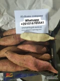 Hello everyoneNew season of Egyptian sweet potatoes.Variety: Bellevue, BeauregardAvailable Sizes: S&M&L1&L2&XLpacking : 6 kg per cartonFor...