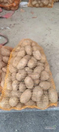 Sprzedam ziemniaki jadalne Soraya około 160 worków 