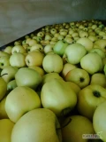 Sprzedam jabłka za wagę w skrzyni Golden 6,5+ okolice Sandomierza.