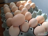 Sprzedam jaja własnej produkcji klasy S M i L w ilości 3500 szt.
