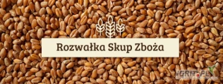 Firma Skup Zboża Rozwałka zakupi cało samochodowe ilości pszenicy konsumpcyjnej i paszowej z możliwością odbioru lub dostawą na...