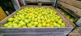 Sprzedam jabłka KA + SF .Komora do otwarcia. Za wagę w skrzyni , bądz przygotuję na gotowo.
