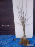 Kwalifikowana szkółka drzewek owocowych sprzeda Boskop m9  1500 szt.  Golden D R m9  800 szt