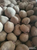 Sprzedam ziemniaki Colomba 55-60 nadkalibraz sadzeniaka w klasie CA.pakowane bb 1100kg. 20 ton. Możliwość odbioru w okolicach Kalisza lub...