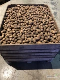 Sprzedam ziemniaki odmiany Soraya, kaliber 3,5-5, 60 ton, cena 3 zł/kg, zainteresowanych zapraszam do kontaktu pod numerem: 600 265 181.
