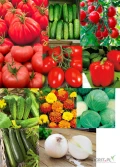 Sadzonki warzyw  sprzedaż hurtowo i detalicznie rozsada pomidorów ogórków papryki słodkiej cukinii aksamitkiWitam, posiadam w...