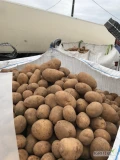 Sprzedam ziemniaki jadalne Lilli 50 plus około 120 ton. Pakowane w BB